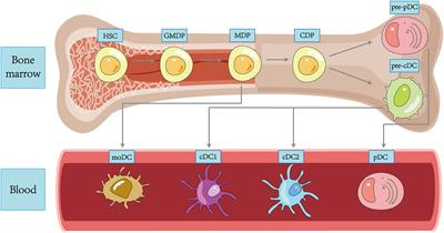 Natural polysaccharides exert anti-tumor effects as dendritic cell immune enhancers